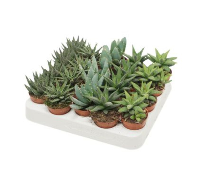ALOE HAWORTHIA VARIE