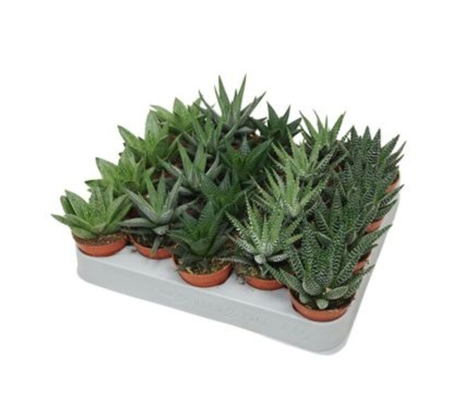 ALOE HAWORTHIA VARIE