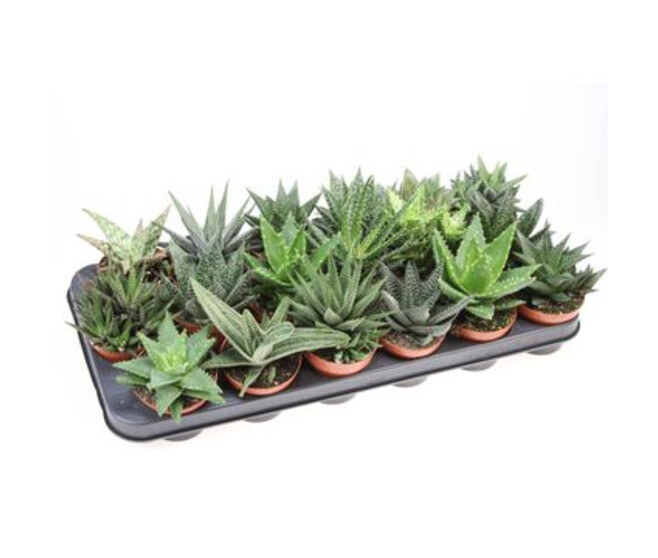 ALOE HAWORTHIA VARIE