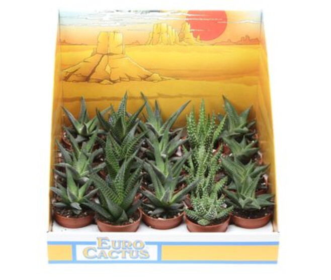ALOE VARIE CARTON