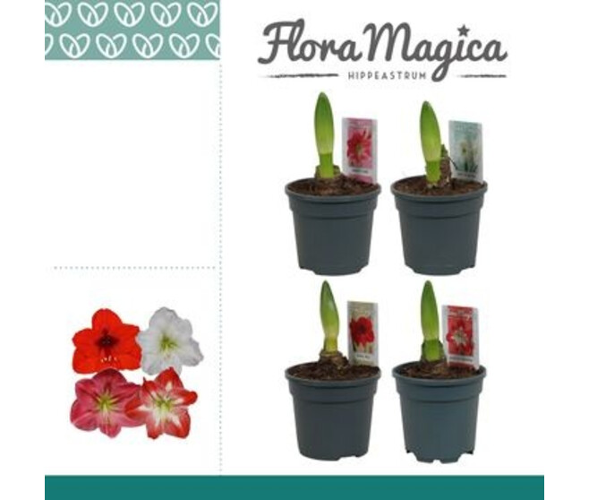 AMARYLLIS 1TIGE VARIE