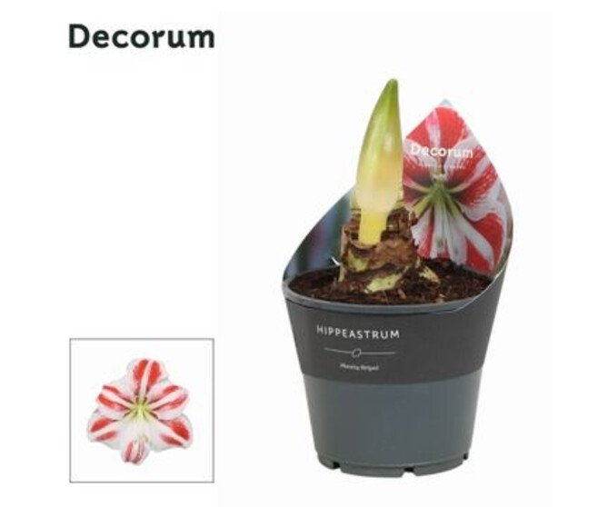 AMARYLLIS 2TIGES JUMBO