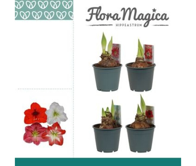AMARYLLIS 2TIGES VARIE