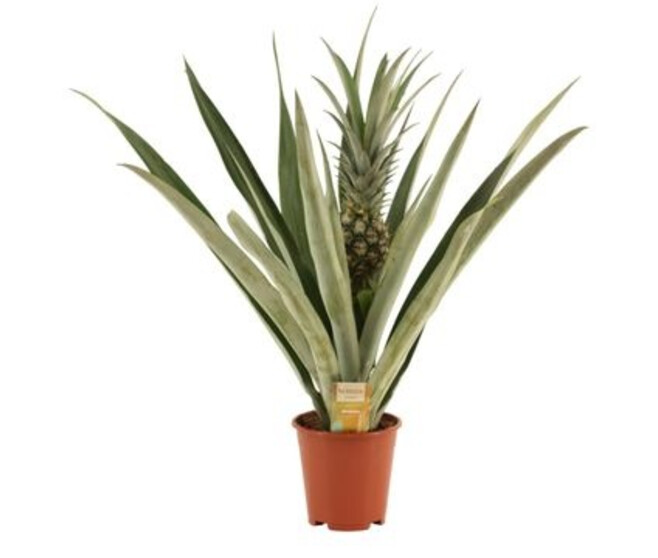 ANANAS VERT