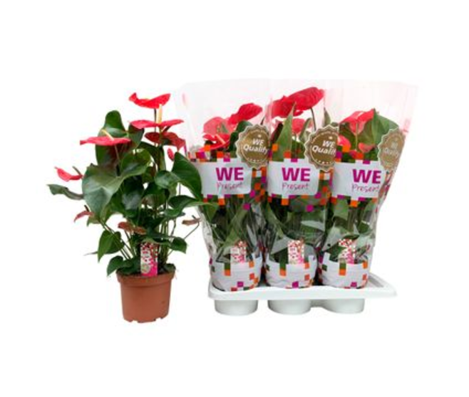 ANTHURIUM ANDREANUM ROSE