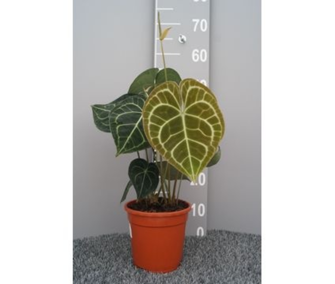 ANTHURIUM CLARINERVIUM