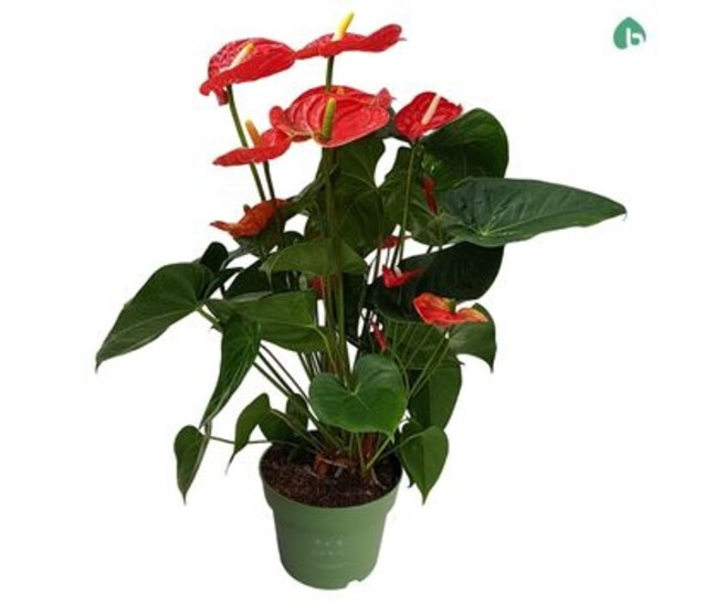 ANTHURIUM ANDREANUM MADURAL ROUGE
