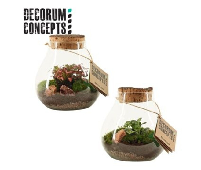 COMPO PLANTE CERAM X2 PLATEAU BRONZE