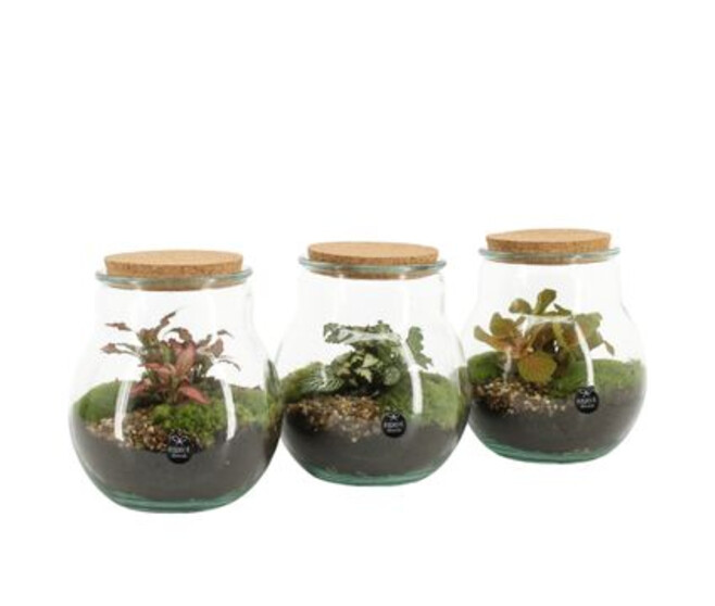 COMPO PLANTE VARIEE TERRARIUM
