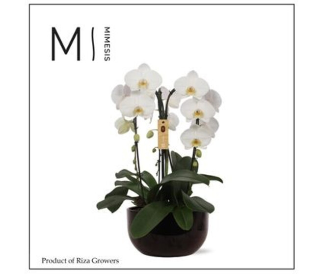 COMPO PHALAENOPSIS BLANC COUPE CERAM