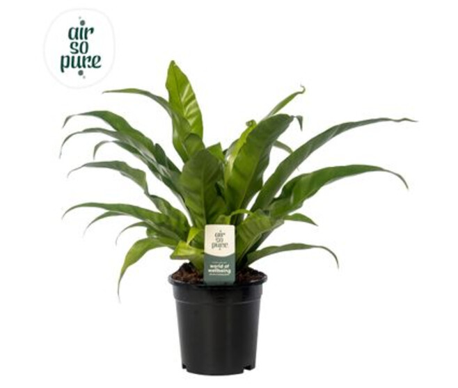 ASPLENIUM ANTIQUUM