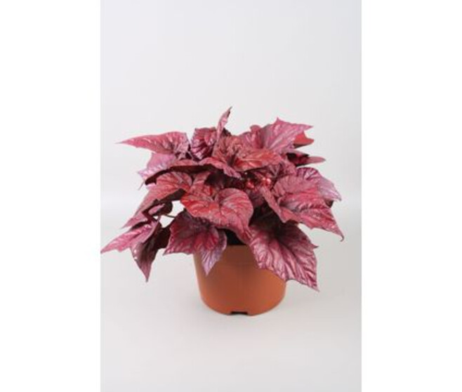 BEGONIA BELEAF INCA FLAME