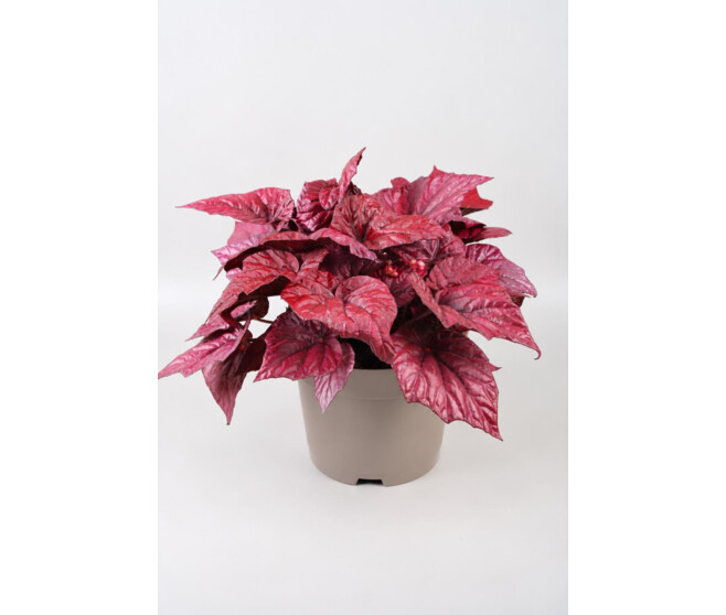 BEGONIA BELEAF INCA FLAME
