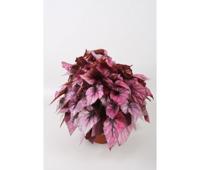 BEGONIA BELEAF INDIAN SUMMER