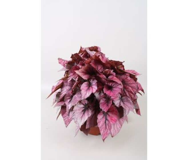 BEGONIA BELEAF INDIAN SUMMER