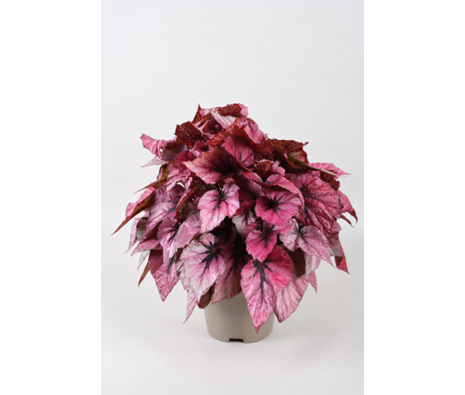 BEGONIA BELEAF INDIAN SUMMER