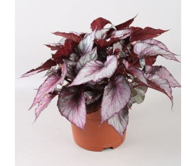 BEGONIA BELEAF MOARI HAZE