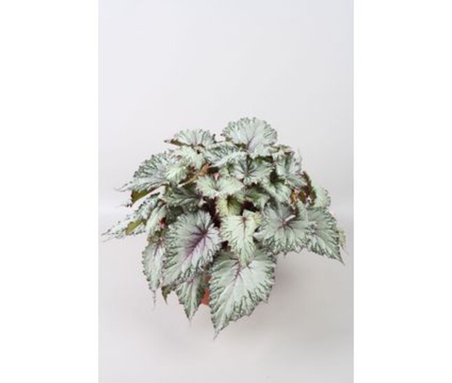 BEGONIA REX ASIAN TUNDRA