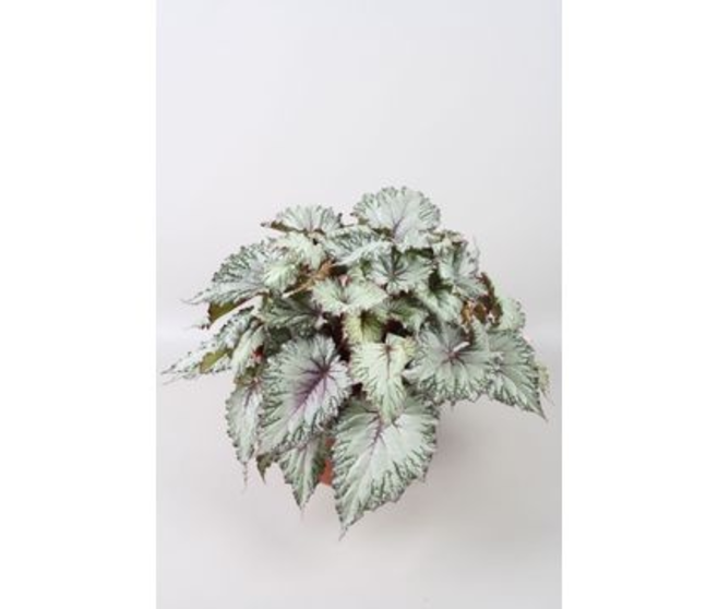 BEGONIA REX ASIAN TUNDRA