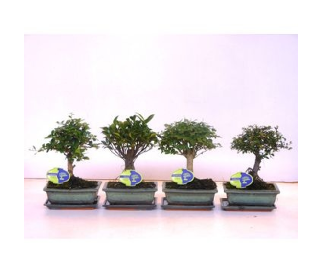 BONSAI VARIE CERAM