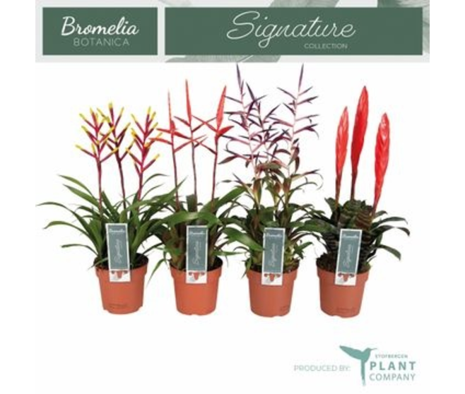 BROMELIACEE X3
