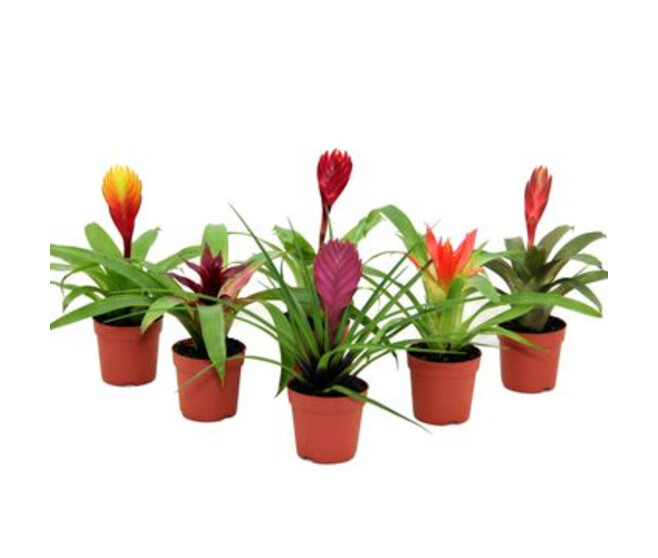 BROMELIACEE VARIEE
