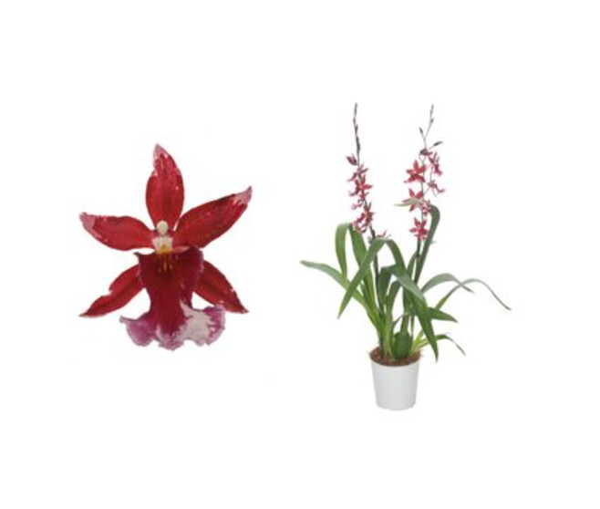 BURRAGEARA 2BR ROUGE