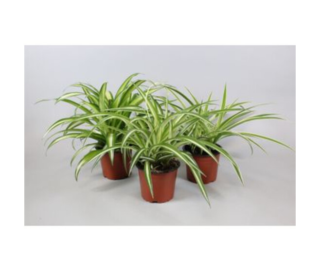 CHLOROPHYTUM