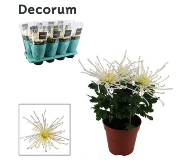 DENDRANTHEMA SPIDER BLANC