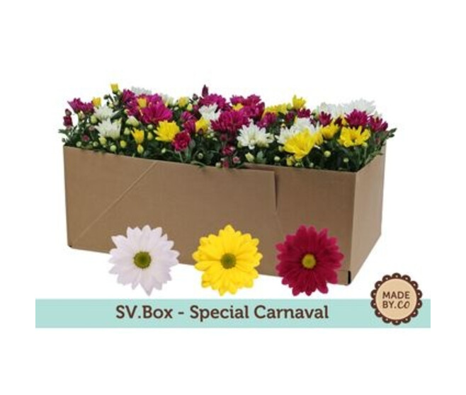 DENDRANTHEMA 3COULEURS