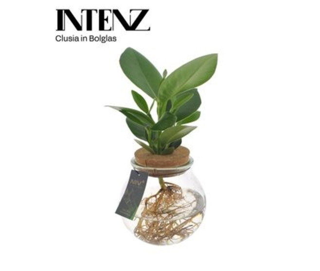 CLUSEA PRINCESS VERRE