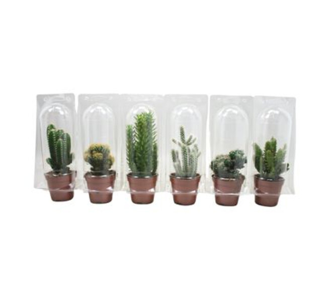 CACTUS VARIE