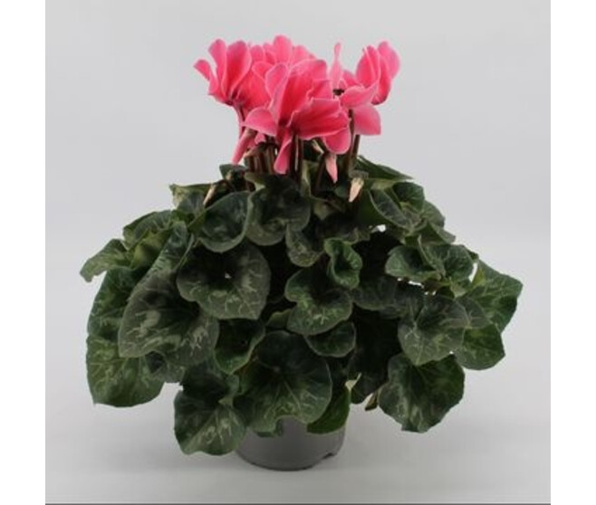 CYCLAMEN MAMMOTH ROSE CLAIR