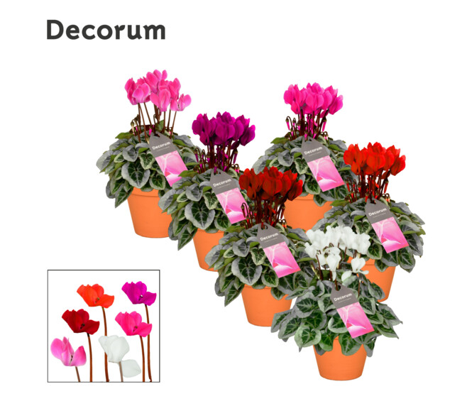 CYCLAMEN PICASSO P TERRE