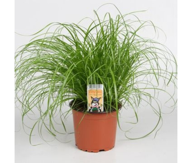 CYPERUS ZUMULA