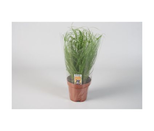 CYPERUS ZUMULA HOUSSE