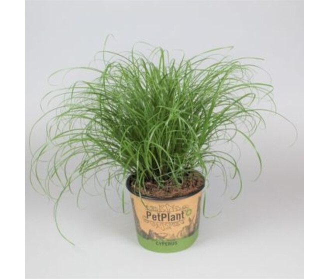 CYPERUS ZUMULA P DECO