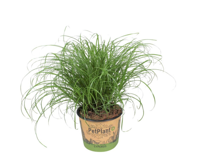 CYPERUS ZUMULA P DECO