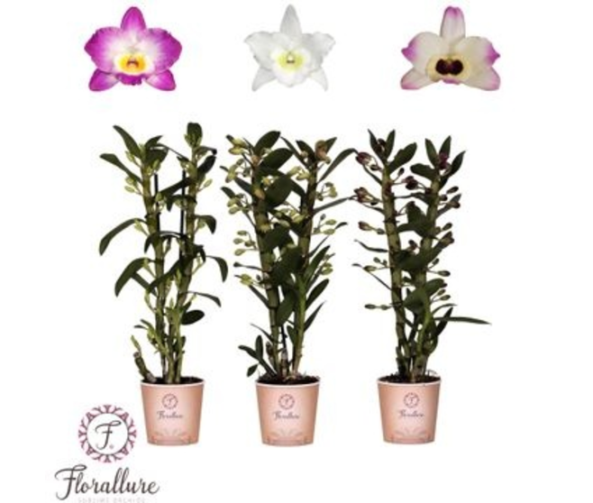 DENDROBIUM 2BR NOBILE VARIE
