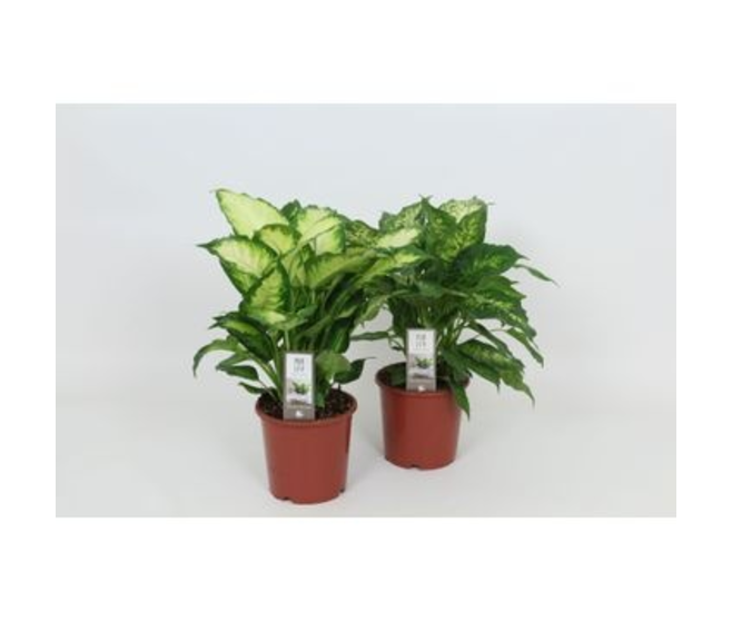 DIEFFENBACHIA CAMILLA