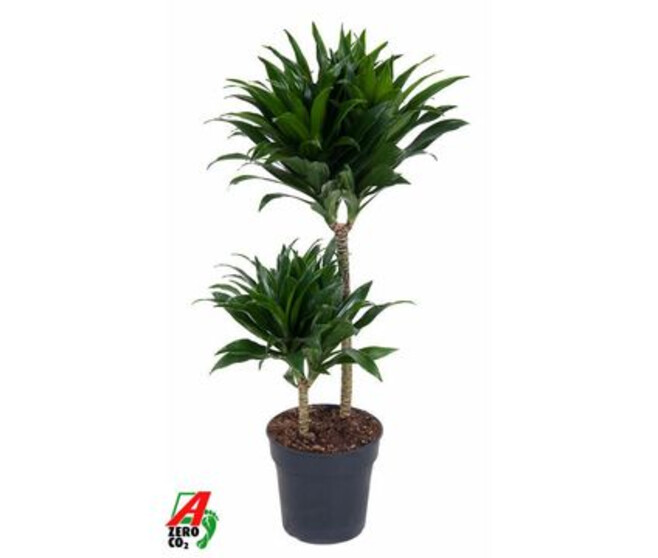 DRACAENA COMPACTA 45-15