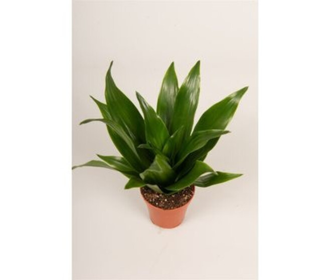 DRACAENA COMPACTA