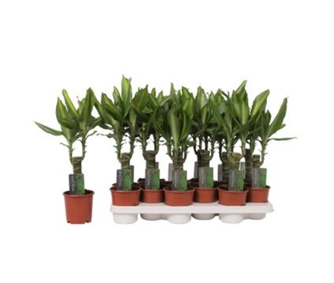 DRACAENA FRAGRANS COAST TIGE 20CM