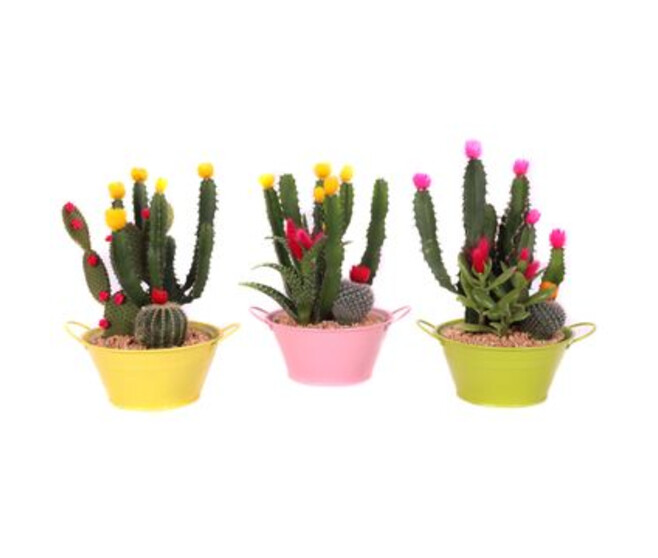 CACTUS FL IMIT COUPE ZINC COLORE