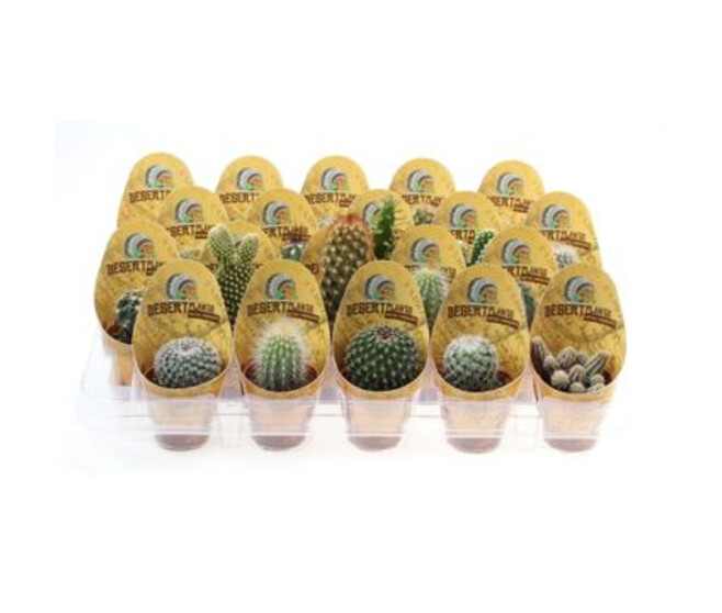 CACTUS COLLERETTE