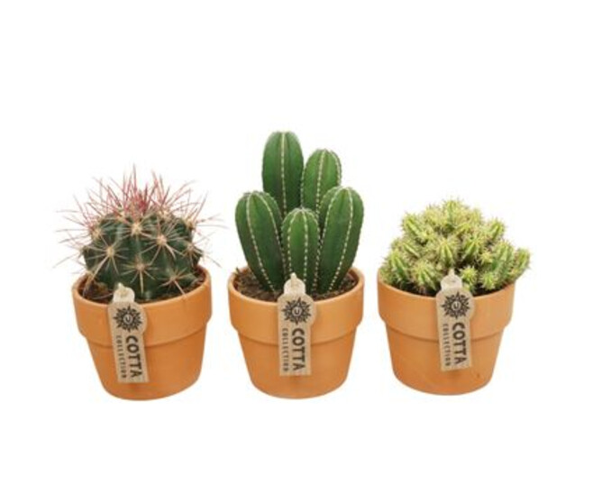 CACTUS P TERRE