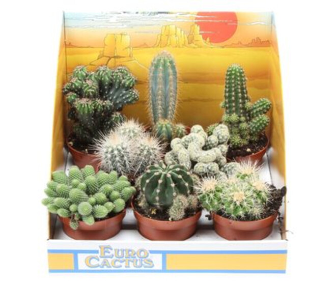 CACTUS VARIE CARTON