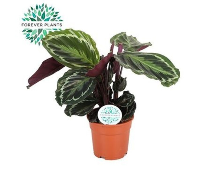 CALATHEA VARIE