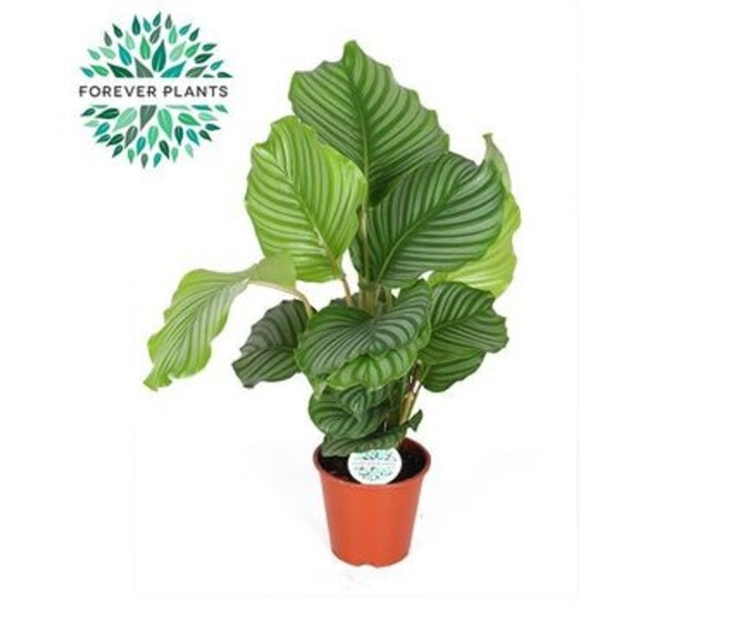 CALATHEA ORBIFOLIA
