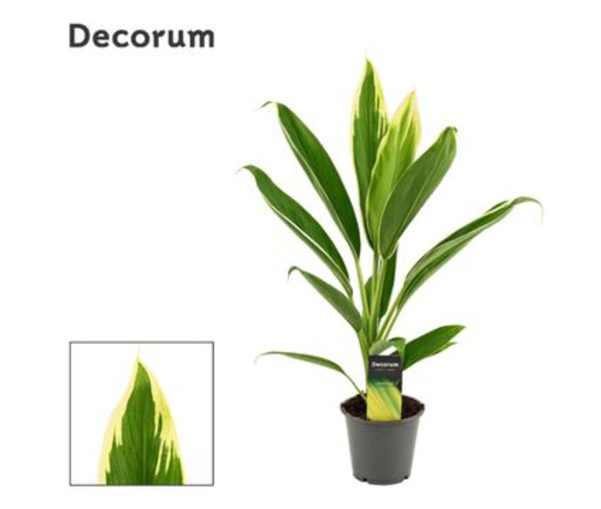 CORDYLINE FRUTICOSA CONGA
